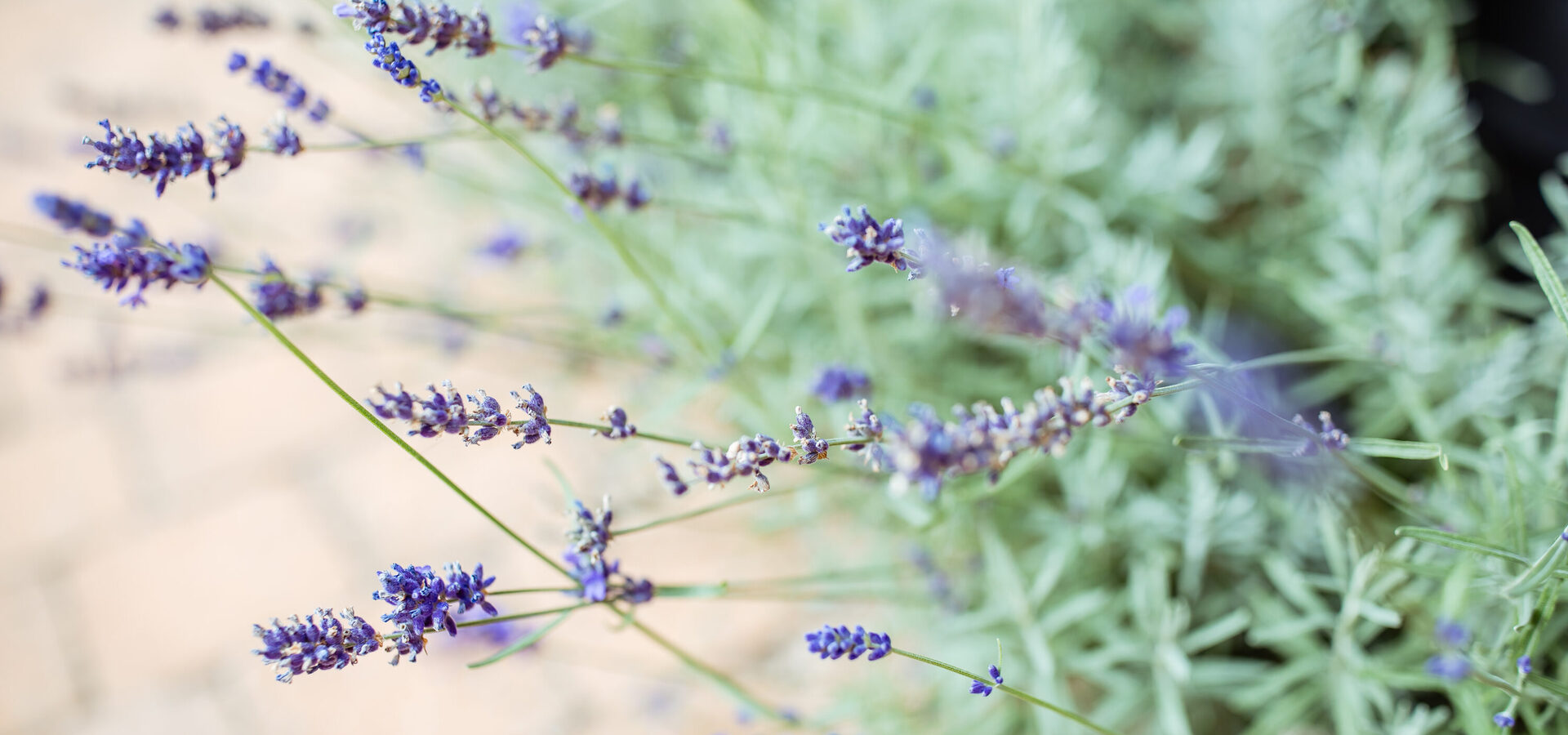 StickyChapters_VVOC_27-08-25-80